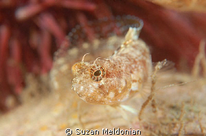 "The Teaser"
female sailfin blenny that was teasing all ... by Suzan Meldonian 